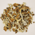 Buy Ecuador Psilocybe Cubensis online