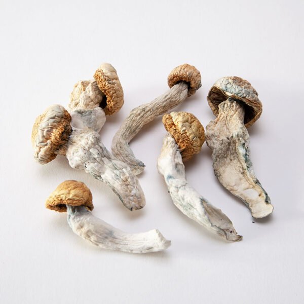 Buy Penis Envy Cubensis online